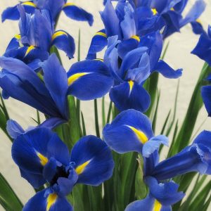 Iiris