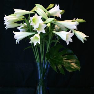 Valkolilja