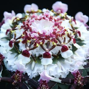 Biedermeier 2